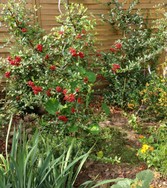 (3) Website_Herbst_Berberitze_rote Früchte.JPG