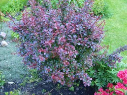 (4) Website_Herbst_Berberitze_Blutberberitze.JPG