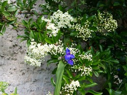 (6) Website_Herbst_Berberitze_blühend.JPG