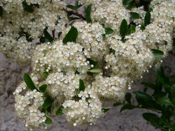 (7) Website_Herbst_Berberitze_Frühjahrsblüte.JPG