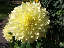 (1) Website_Herbst_Dahlie_Schmuckdahlie_mein gelber Riese.JPG