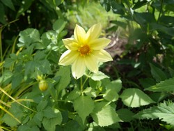 (10) Website_Sommer_Dahlie_einfach blühende Dahlie_kleine Sonne.JPG