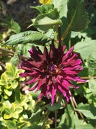 (11) Website_Sommer_Dahlie_Semicactus-Dahlie_meine Geheimnisvolle.JPG