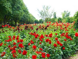 (13) Website_Sommer_Dahlien_Britzer Dahlienschau im August2009.JPG