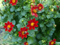 (3) Website_Herbst_Dahlie_einfache Blüte mit Insekten_mein kleines Herzblut.JPG