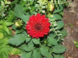 (4) Website_Herbst_Dahlie_Dekorative Dahlie.JPG