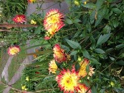 (4) Website_Sommer_Dahlie_Cactus-Dahlie_Orangensonnen.JPG