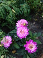 (5) Website_Sommer_Dahlie_Seerosendahlie_kleines Mysterium.JPG