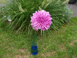 (6) Website_Sommer_Dahlie_Schmuckdahlie_mysteriöses Lila.JPG