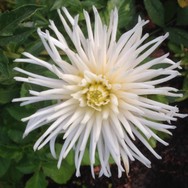 (7) Website_Sommer_Dahlie_Cactus-Dahlie_weißes Windrad.JPG