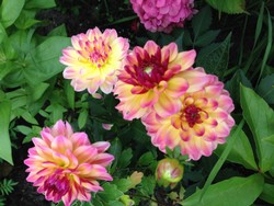 (8) Website_Sommer_Dahlie_Seerosendahlie_zarte Ballkleider.JPG