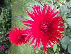 (9) Website_Sommer_Dahlie_Cactus-Dahlie_rote Löwenmähne oder Apache.JPG