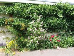 (1) Website_Herbst_Efeu_Wandbegrüner.JPG