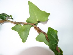 (2) Website_Herbst_Efeu_Ranke mit Haftwurzel.JPG