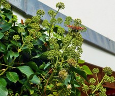 (4) Website_Herbst_Efeu_Blüten mit Schmetterling.JPG