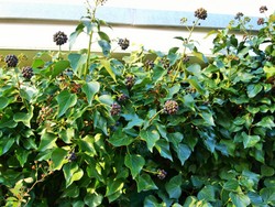 (5) Website_Herbst_Efeu_Früchte.JPG