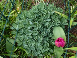 (1) Website_Herbst_Fetthenne_im Frühjahrsaustrieb.JPG