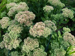 (2) Website_Herbst_Fetthenne_Hohe rotblühende  mit Bienen und Hummeln im August.JPG