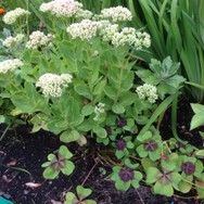 (3) Website_Herbst_weißblühende Stardust am Erblühen.JPG