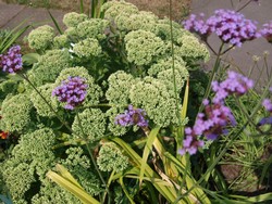 (4) Website_Herbst_Fetthenne_mit Eisenkraut und Biene im August.JPG