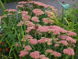 (5) Website_Herbst_Fetthenne_rotblühende Herbstfreude mit Schmetterling im September.JPG