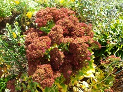 (6) Website_Herbst_Fetthenne_rote Erblühte im Oktober.JPG