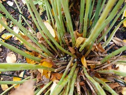 (7) Website_Herbst_Fetthenne_hohe Rote mit Knospenanlage Anfang November.JPG