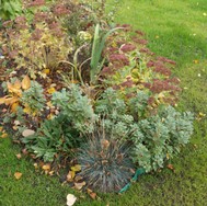 (10) Website_Herbst_Gräser_Blauschwingel.JPG