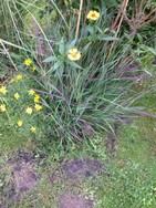 (2) Website_Herbst_Gräser_Rutenhirse CheyenneSky.JPG