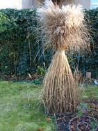 (4) Website_Herbst_Gräser_Zwerg-Chinaschilf als Inkaprinzessin.JPG