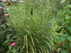 (5) Website_Herbst_Gräser_Zebragras_Oktobe2016.JPG