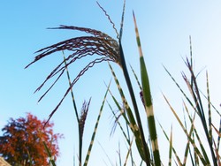 (6) Website_Herbst_Gras_Zebraschilf_blühende Ähren.JPG