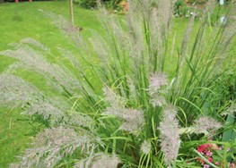 (7) Website_Herbst_Gras_Reitgras nach Regen.JPG