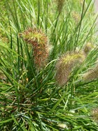 (8) Website_Herbst_Einführtext_Gras_Ähren vom Lampenputzergras.JPG