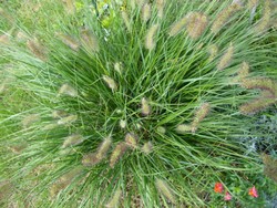 (9) Website_Herbst_Gras_Lampenputzergras_Blühbeginn im September.JPG