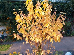 (1) Website_Herbst_Hartriegel_Herbstschmuck.JPG