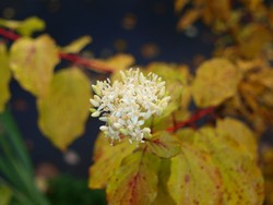 (2) Website_Herbst_Hartriegel_Doldenblüte.JPG