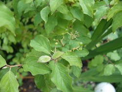 (3) Website_Herbst_Hartriegel_Fruchtbildung Ende Juni.JPG