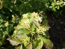 (4) Website_Herbst_Hartriegel_Aufbrechen der Doldenblüte.JPG