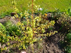 (5) Website_Herbst_Hartriegel_zweigjähriger Strauch.JPG