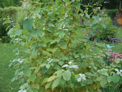 (6) Website_Herbst_Hartriegel_dreijähriger Strauch im September.JPG