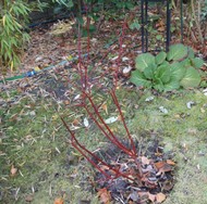 (7) Website_Herbst_Hartriegel_Sibirica alb als Verschnitt.JPG