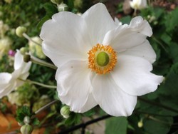 (1) Website_Herbst_Herbstanemone_weiße Honorine Jobert.JPG