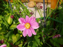 (2) Website_Herbst_Herbstanemone_rosa Serenade.JPG