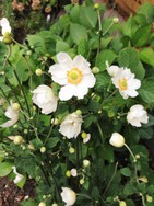 (3) Website_Herbst_Herbstanemone_weiße am Erblühen.JPG