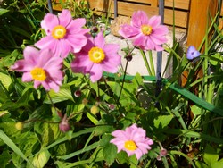 (4) Website_Herbst_Herbstanemone_rosa erblühte Serenade.JPG