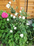 (5) Website_Herbst_Herbstanemone_neben Hortensie.JPG