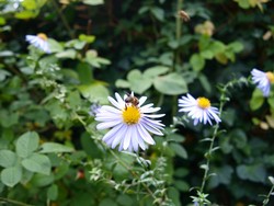 (2) Website_Herbst_Herstaster_Glattblattastermit Biene.JPG