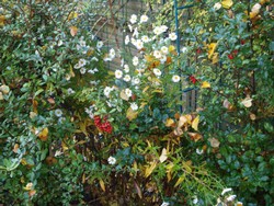 (4) Website_Herbst_Herbstaster_weiße Raublattaster.JPG