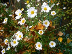 (5) Website_Herbst_Herbstaster_weiße Raublattaster in Blüte Ende Oktober.JPG